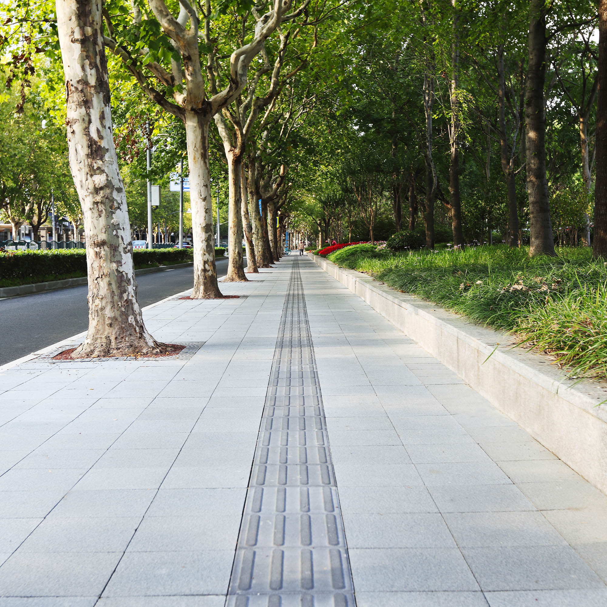 Tree-Lined Avenue Sidewalk